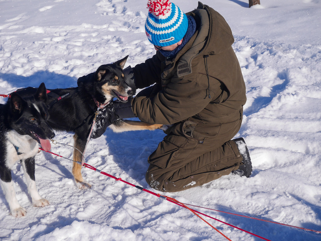 Owner Shows Care To Their Pet Dogs